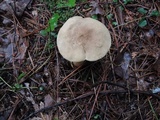 Retiboletus fuscus image