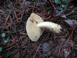 Retiboletus fuscus image