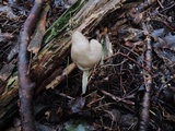 Helvella elastica image