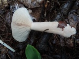 Lactarius imperceptus image