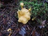 Craterellus lutescens image