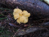 Craterellus lutescens image
