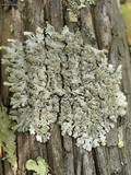 Hypotrachyna afrorevoluta image
