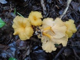 Craterellus lutescens image