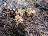 Ramaria flaccida image