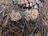 Ramaria flaccida image
