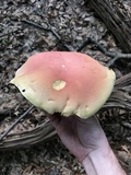 Boletus pallidoroseus image