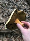 Boletus pallidoroseus image