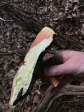 Boletus pallidoroseus image