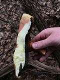 Boletus pallidoroseus image