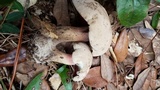 Caloboletus firmus image