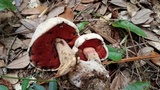 Caloboletus firmus image