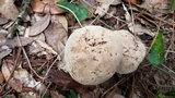 Caloboletus firmus image