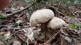 Caloboletus firmus image