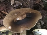 Boletus pallidus image