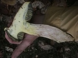 Boletus pallidus image
