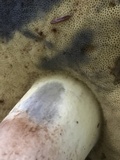 Boletus pallidus image