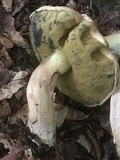 Boletus pallidus image