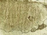 Lecanora hybocarpa image