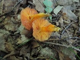 Hygrocybe punicea image