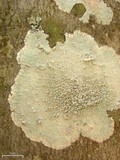 Loxospora pustulata image