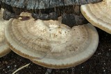 Trametes cubensis image
