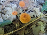 Marasmius siccus image