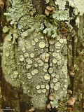 Ochrolechia africana image