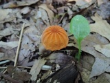 Marasmius siccus image