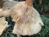 Lactarius helvus image