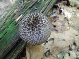 Strobilomyces confusus image