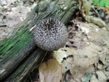 Strobilomyces confusus image