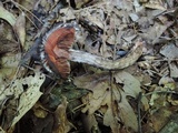 Strobilomyces confusus image