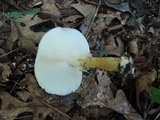 Echinoderma asperum image