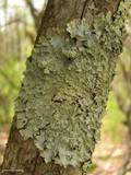 Punctelia caseana image