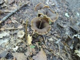 Craterellus olivaceus image