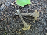 Craterellus olivaceus image