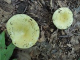 Russula cyanoxantha image