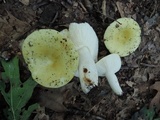 Russula cyanoxantha image