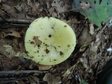 Russula cyanoxantha image