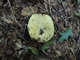 Russula cyanoxantha image