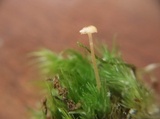 Rickenella fibula image
