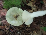 Russula aeruginea image