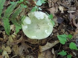 Russula aeruginea image