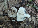Russula albonigra image