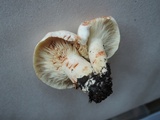 Lactarius acris image