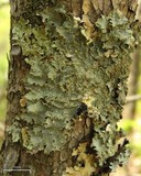 Punctelia caseana image