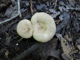 Lactarius acris image