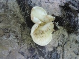 Lactarius acris image