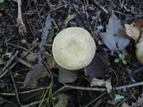 Lactarius acris image